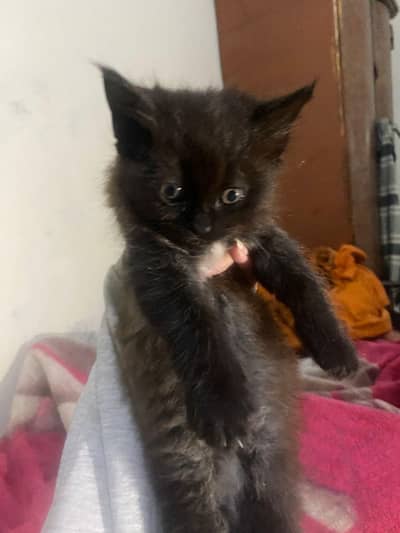 Male Persian Cat, 2 month a old double coat