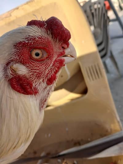 Indian Parrot Beak Hera Qandhari Yokhama Red Saddel