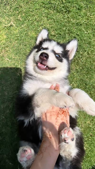 Siberian husky puppy