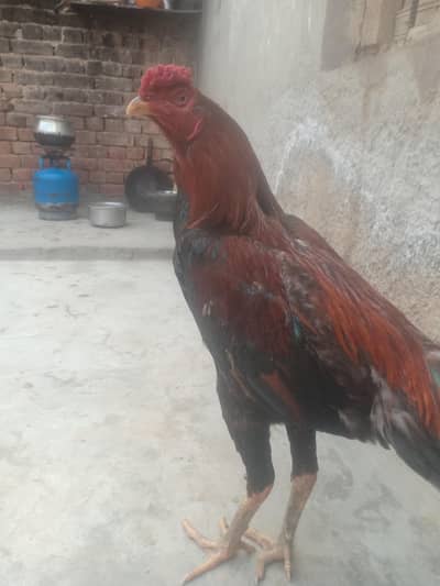 hens pair murgha or murgi