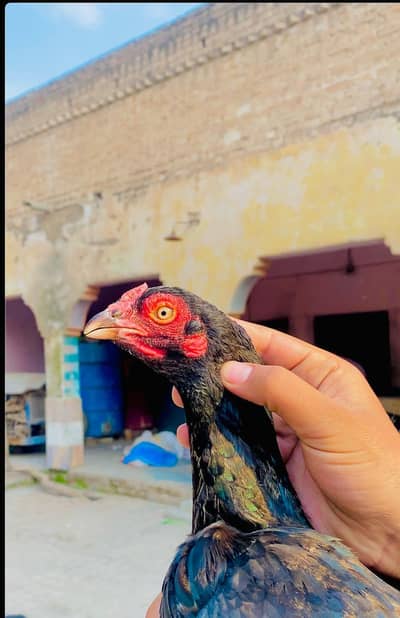 amroha cross full egg mai