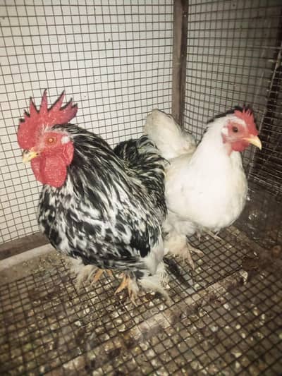 Fancy hen molted Bentam, white Silkie porcelain bentam & English game