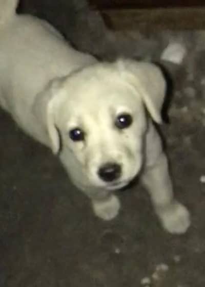 pure Labrador dog puppie female /1 female 30k