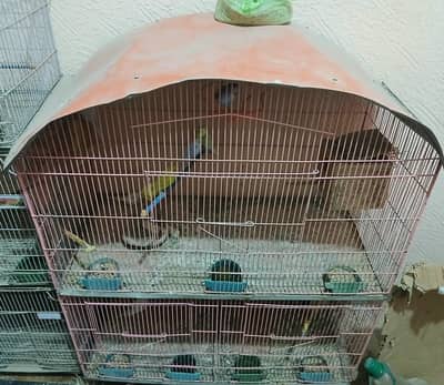 2 Cages With 6 Pairs Australian Parrots & 1 Pair Dove