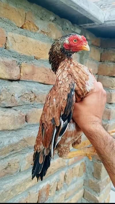 Meratii Aseel zero size 1200gram