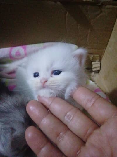 blue eyes very active cat babies