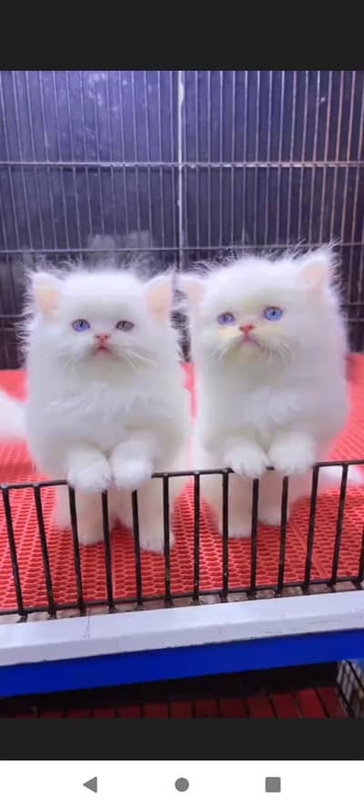 persian little cat good health
