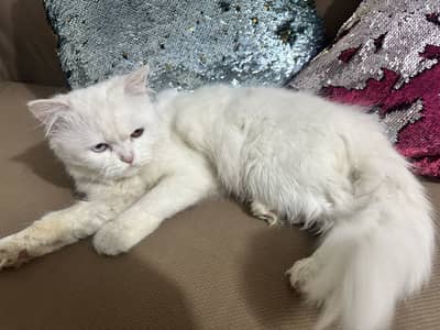 Pure Persian cat