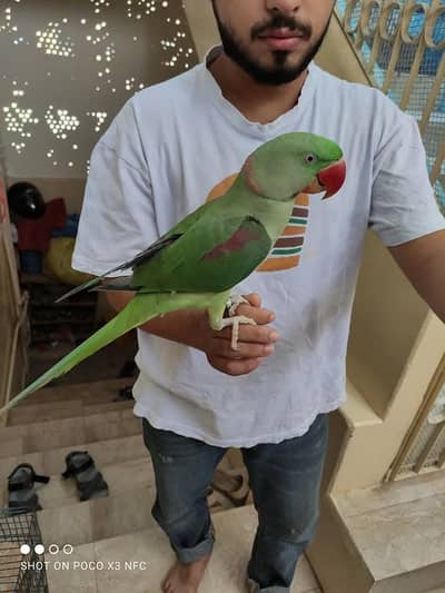 raw parrot male