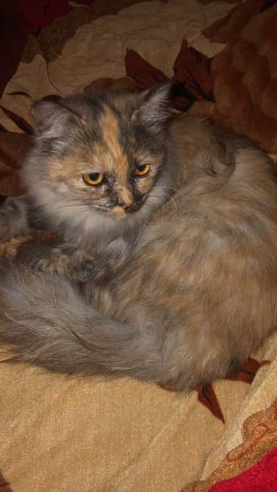 Persian mix colour female cats