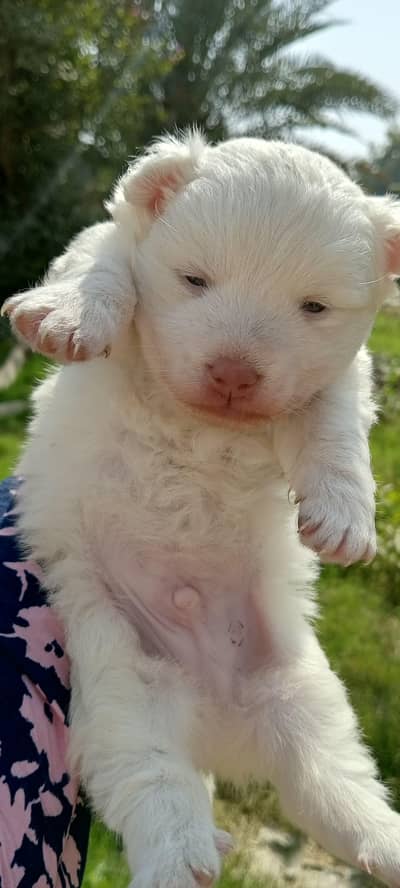 Russian male puppy available for new home 0/3/2/9/9/1/8/1/6/3/3