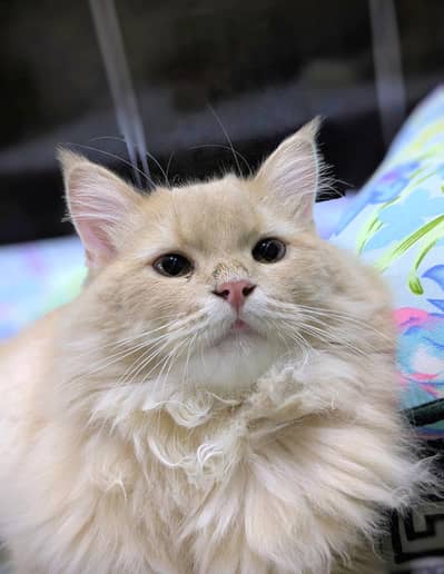 Persian Male cat for sale triple coated lovely and friendly