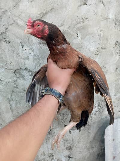 high quality white nok nali  murgi available hai