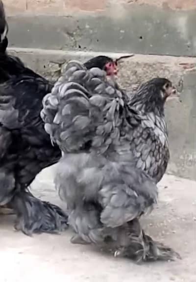 Blue Brahma young and active