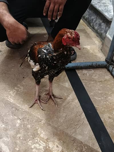 aseel pair for sal ha