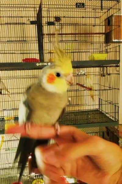 Handtame breeder male cockatiel aur cages