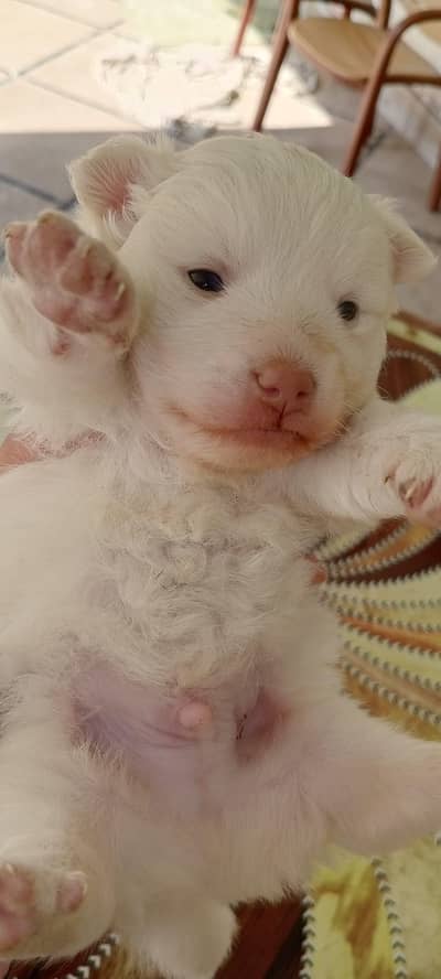 Russian male puppy available for new home