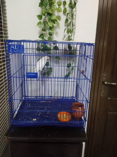 Selling Parrot Cage ( Not parrot)