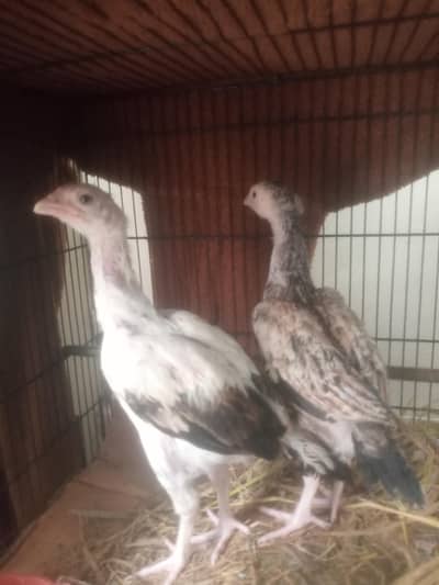 Aseel Shamo cross chicks