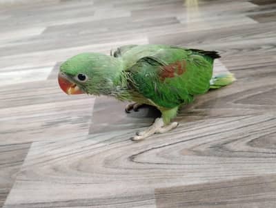 Pahari Raw Parrot Chick