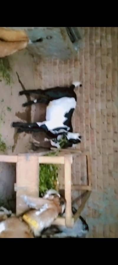 piuer dasi 2 bakray khasi