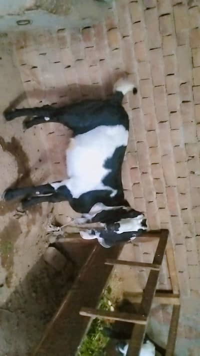 piuer dasi 2 bakray khasi