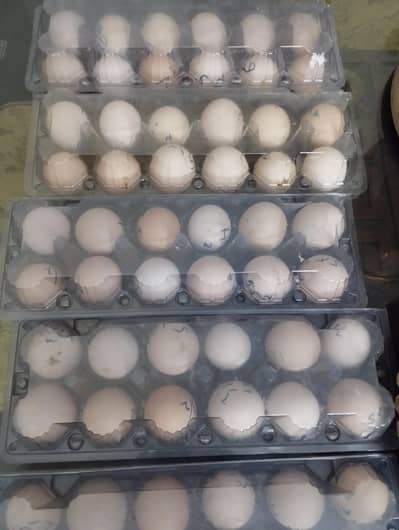 White Heera Aseel  Fertile eggs and chicks available