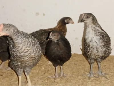 Desi chooza/golden misri 2.5 month Old