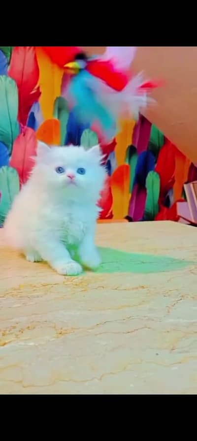 Persian cat for sale male or female my WhatsApp 0329. . . 48. . . 68. . . . . 556