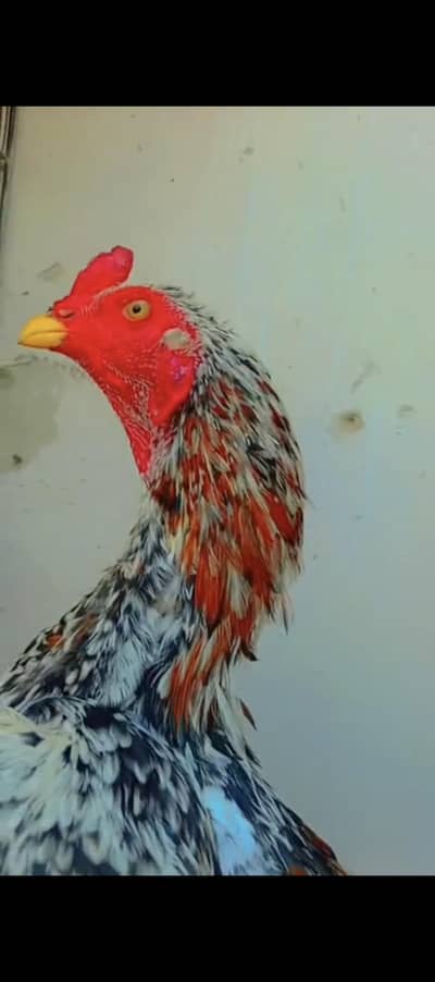 china patha lakha Mia wali one eyes breeder male