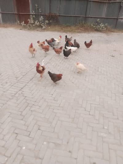 Golden misri 17  murgi (female) 2 murgy (male) for sale