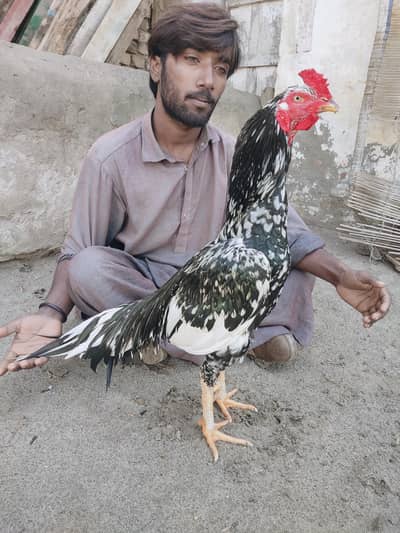 مشکا لاثانی بیگم لڑائی ویڈیو اویلبل ہے