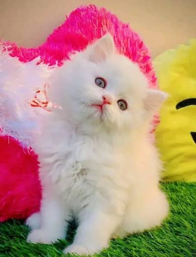 Persian female kitten for sale Persian  03421096102 Whatsapp number
