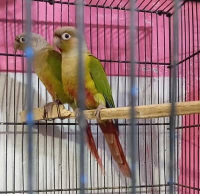pineapple conure pair