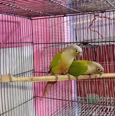 pineapple conure pair
