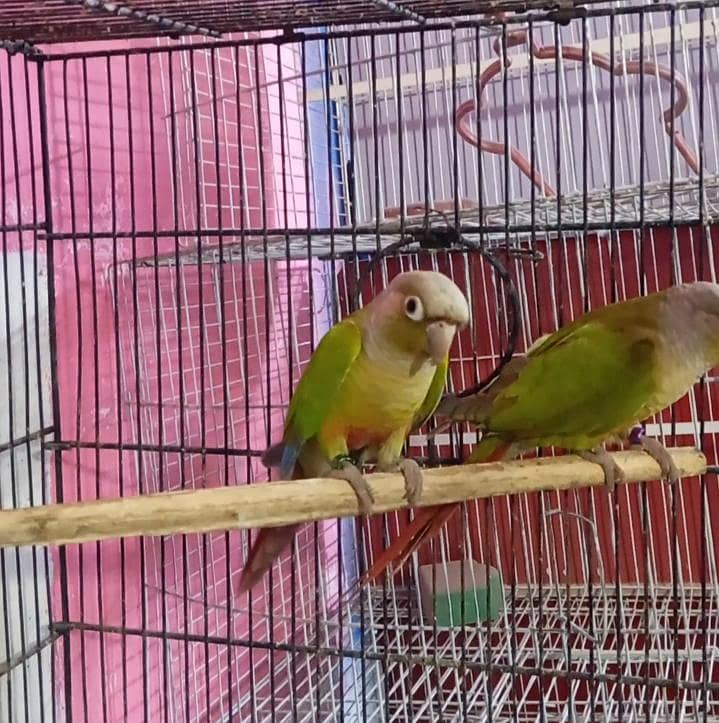 pineapple conure pair 1