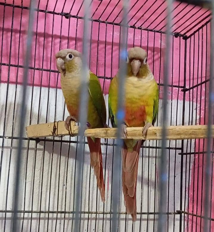 pineapple conure pair 2