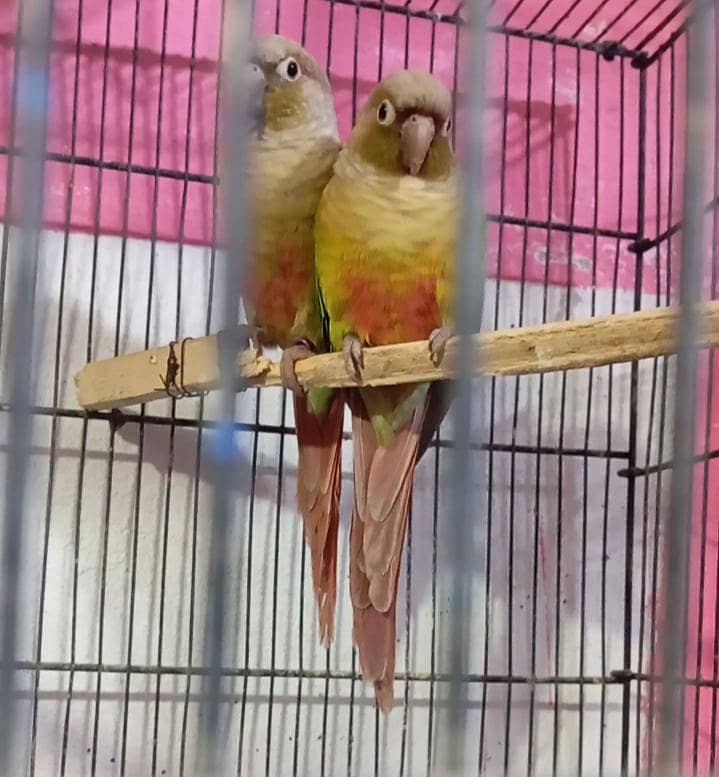 pineapple conure pair 3