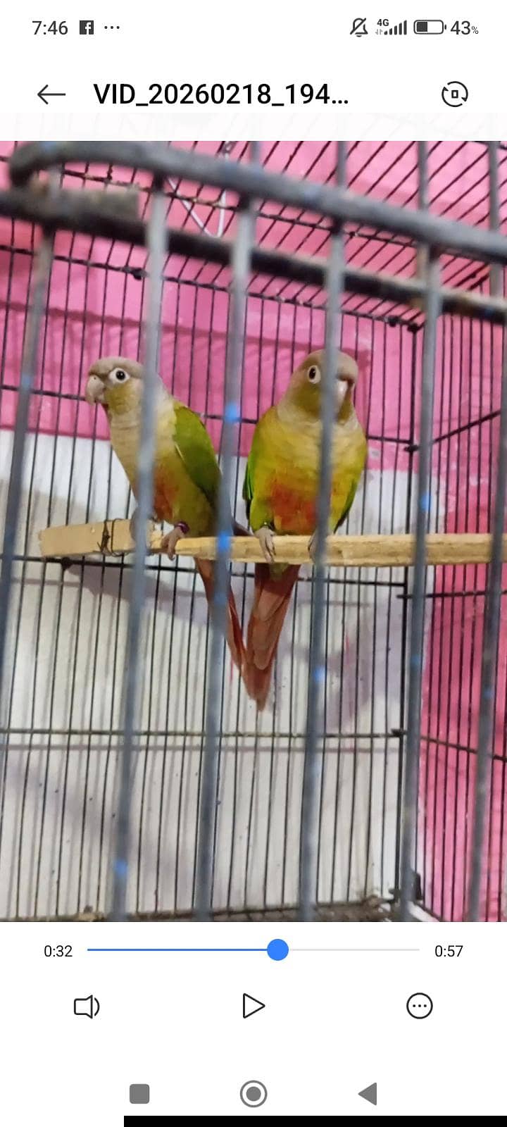 pineapple conure pair 4
