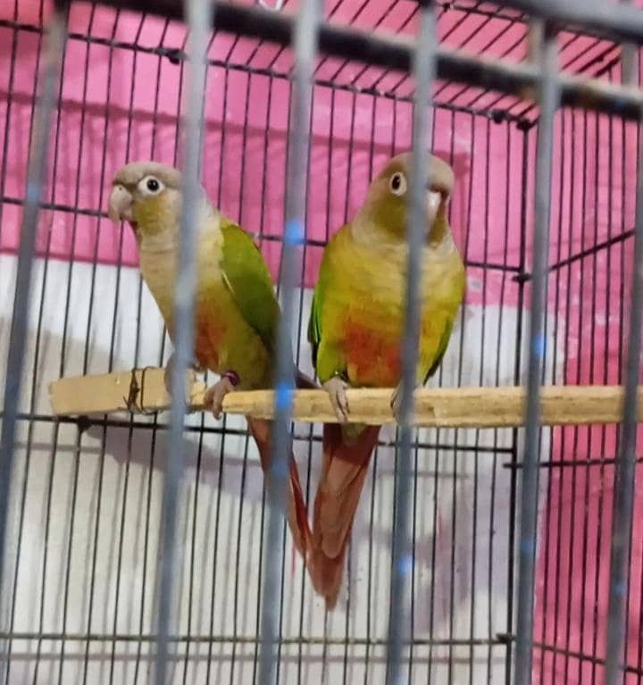 pineapple conure pair 5