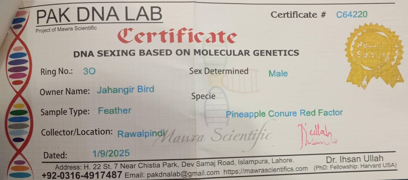 pineapple conure pair 6