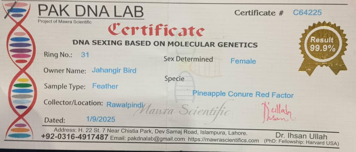 pineapple conure pair 7