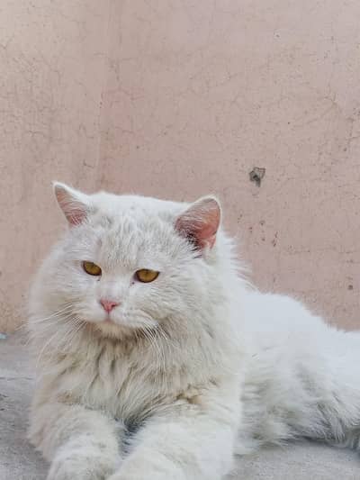 triple coated male Bhalo contact nmbr 03424921625