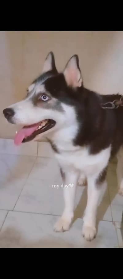 husky