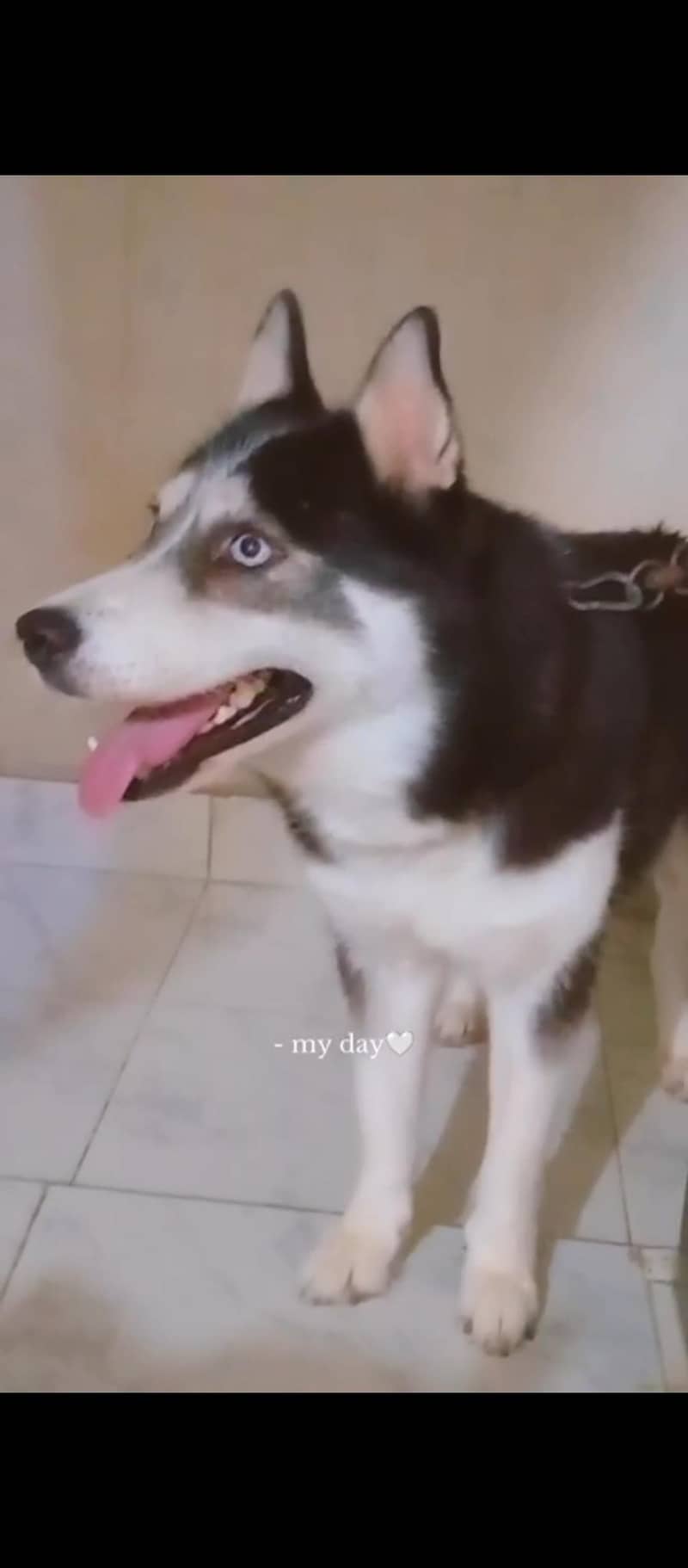 husky 0