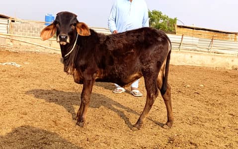 4 Qeemti Bachray/Bachriyan – 9 Months | All Together Deal