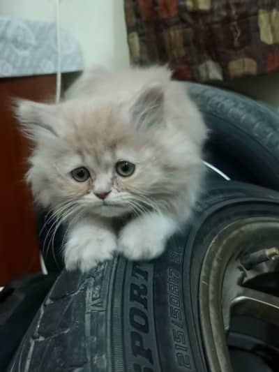 Male Persian kitten Semi Doll face
