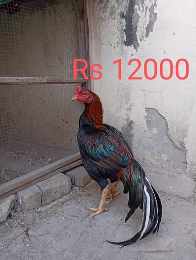 2 beautiful males for sale