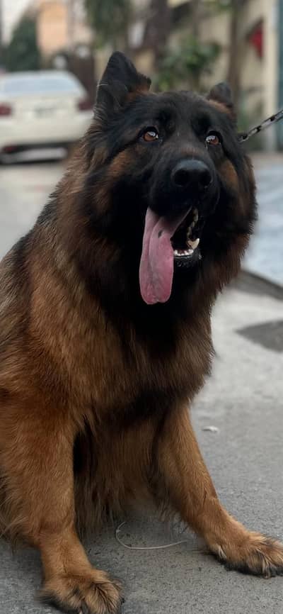 Pink Pedigree Microchipped Female