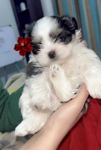 Shihtzu puppies 03075273683